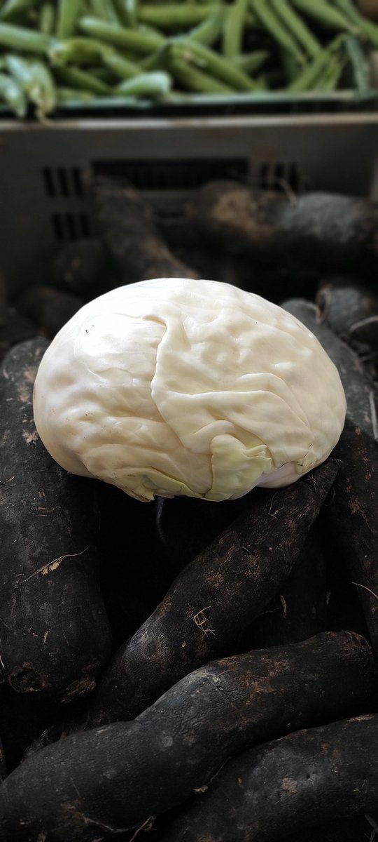 RancillacA's tweet image. I saw a #brain Saturday at the market!
The #BrainAwarenessWeek is over, but I still can&apos;t stop seeing brains everywhere... #BrainWeek @FENSorg @RRocheNeuro @EmmaYhnell @Dalla_Christina @SocNeuro_Tweets