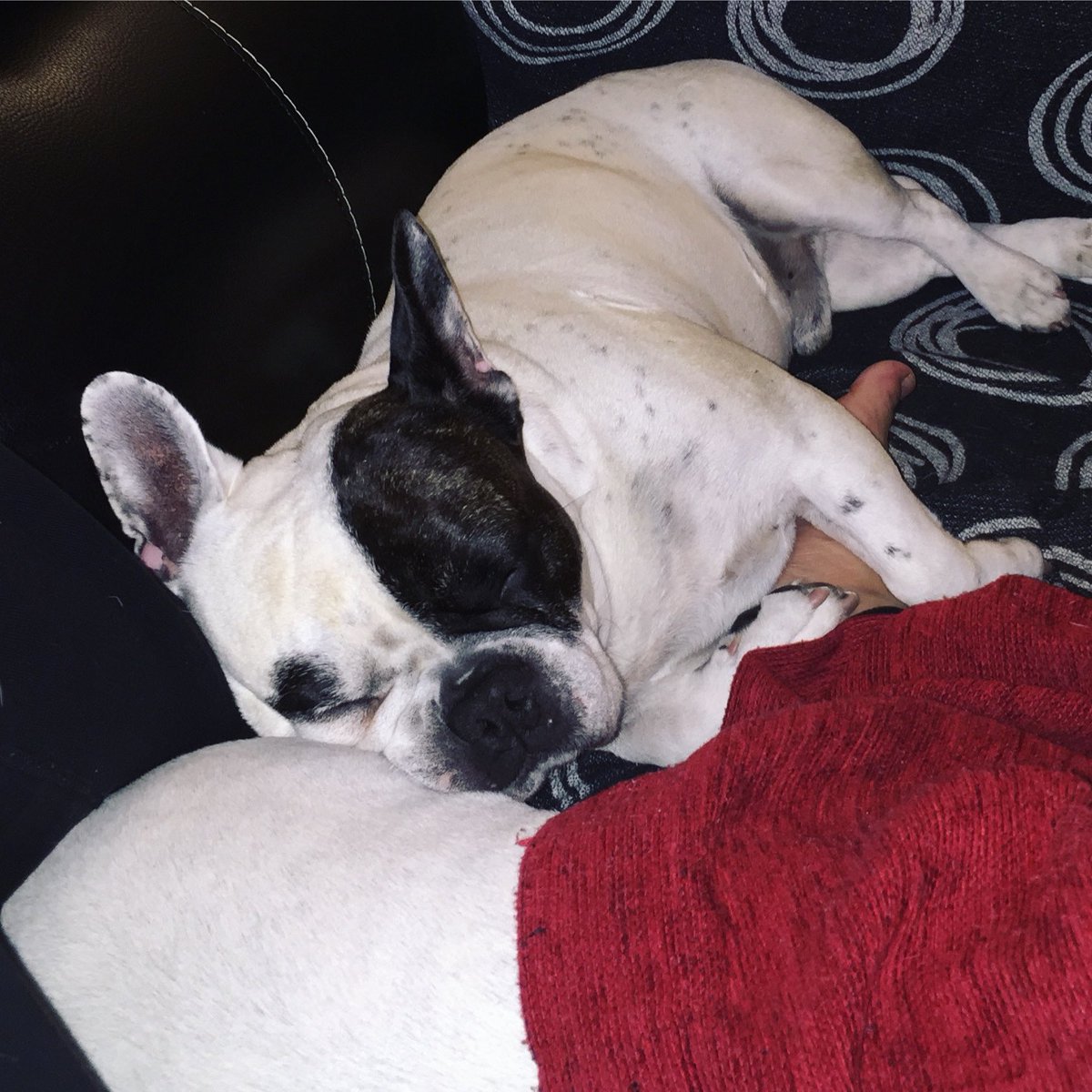 MDavid78's tweet photo. Muchas felicidades pequeño!! Hoy hubieses cumplido 14 añitos! Gracias por todo Zeus! Te quiero!!! #HappyBirthday #Zeus #FrenchBulldog #BulldogFrances #TeQuiero https://t.co/a5bXyZpeBr
