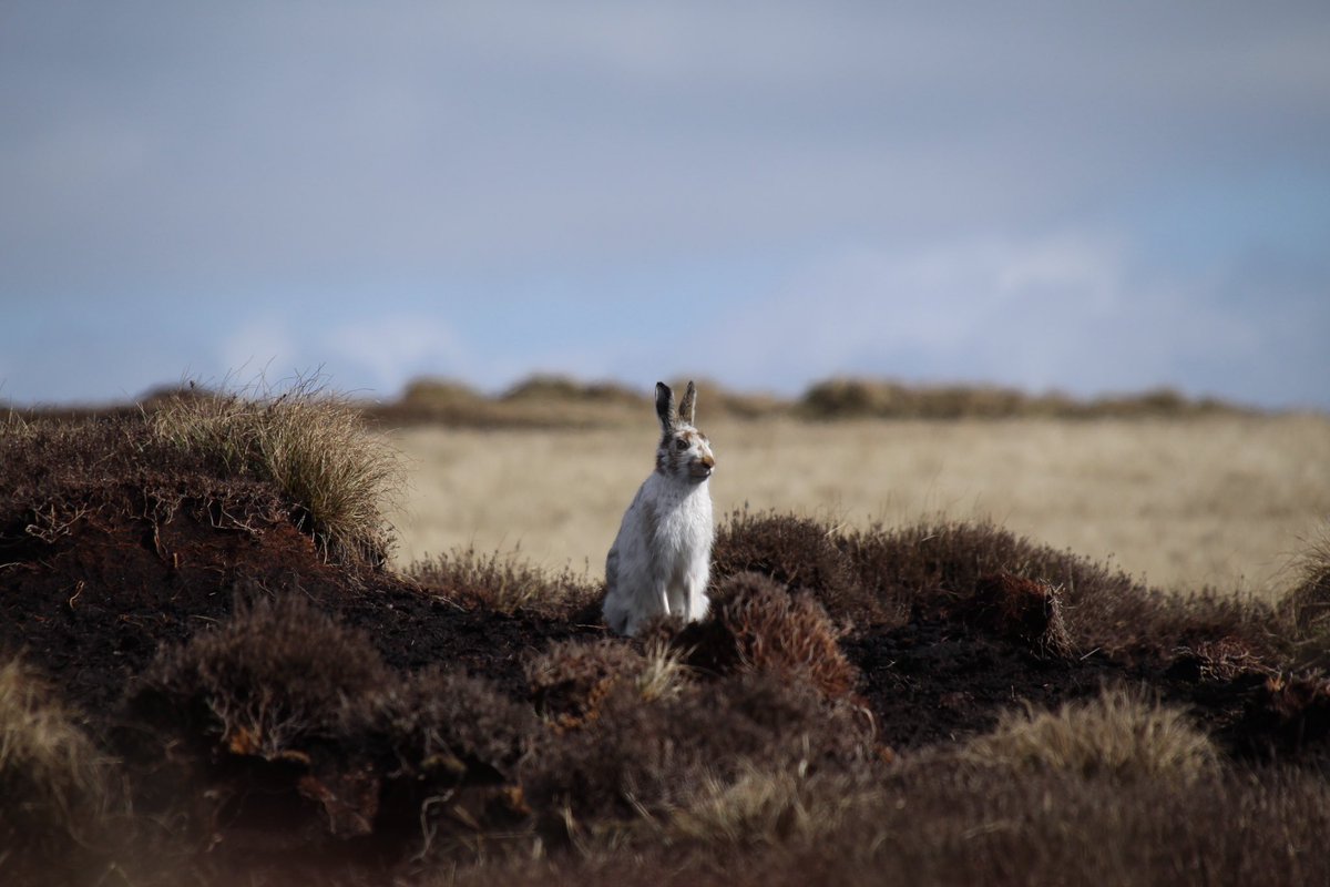 improvemydiet's tweet photo. Highlight of my day! 😃
So many of these beautiful mountain hare over the higher moors. 
#ExerciseWalk 
#GetOutside https://t.co/Q3NHMaBxxc