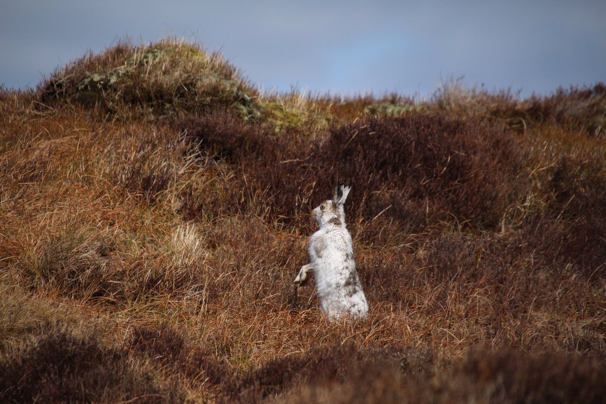 improvemydiet's tweet photo. Highlight of my day! 😃
So many of these beautiful mountain hare over the higher moors. 
#ExerciseWalk 
#GetOutside https://t.co/Q3NHMaBxxc