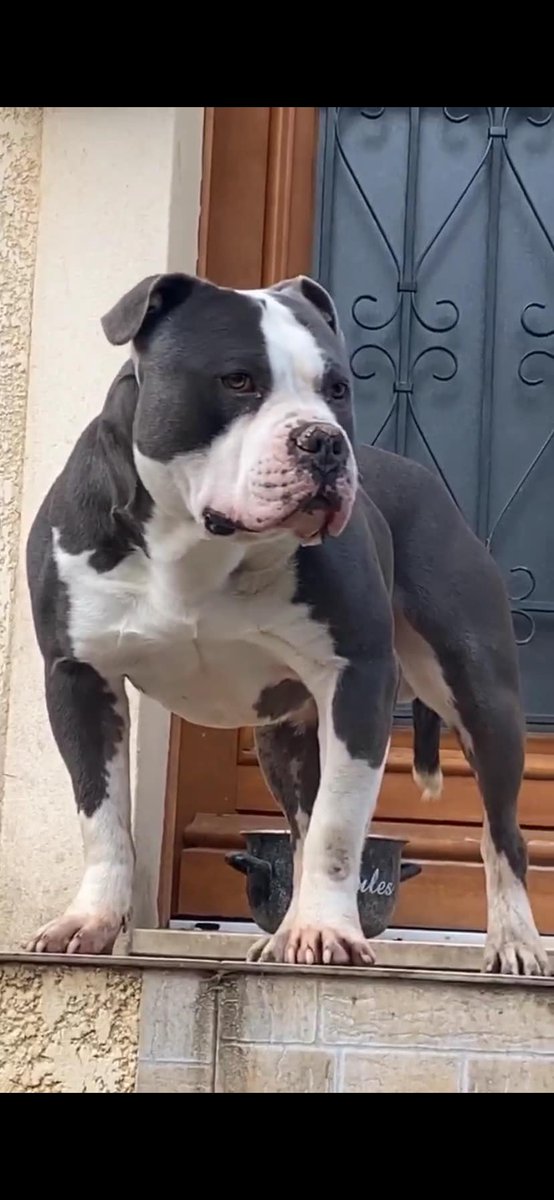 FranoiseDomino1's tweet photo. SOS VOL DPT 93 SEVRAN VOLE LE 30/3/23 SIMBA Staffordshire Terrier Américain Pucé RECOMPENSE à la personne qui permettra de le retrouver 0603215237
https://t.co/I9qglVbHIE
https://t.co/Kvj0VryUzn
5 ans https://t.co/bhzVIkC2JS