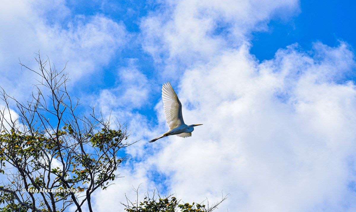 AlexdiazTyler's tweet photo. Todos necesitamos paulatinamente despedirnos de las ramas qué nos dan conformidad para extender las Alas hacia un cielo qué nos agruma con infinitas oportunidades... #Positivismo  #Nicaragua #Bluefields #CaribeSur https://t.co/Dpt18tSidw