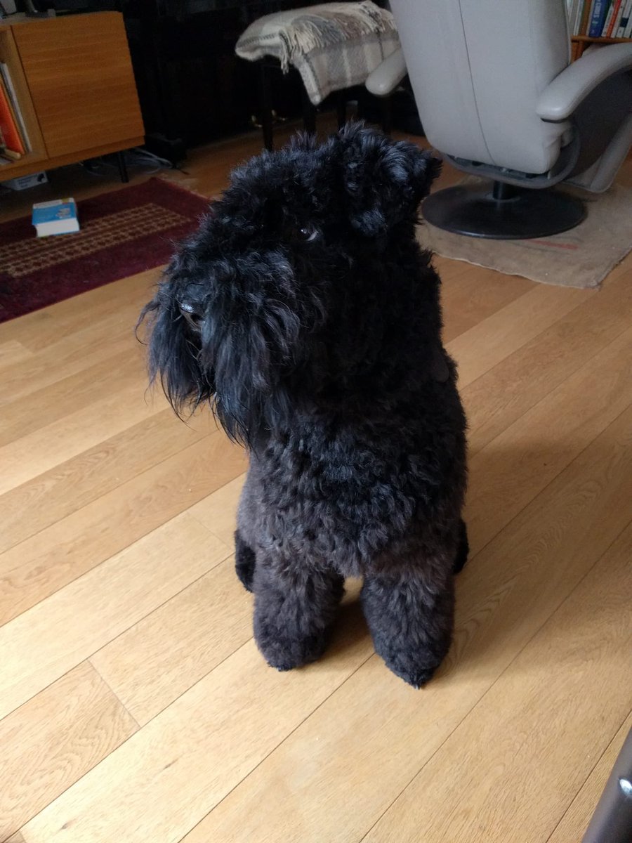 IrishKerryBlue's tweet photo. Looking fluffy after haircut ! #goodhairday #kerryblue #DogsofTwittter https://t.co/MuZ4H8Y9nX