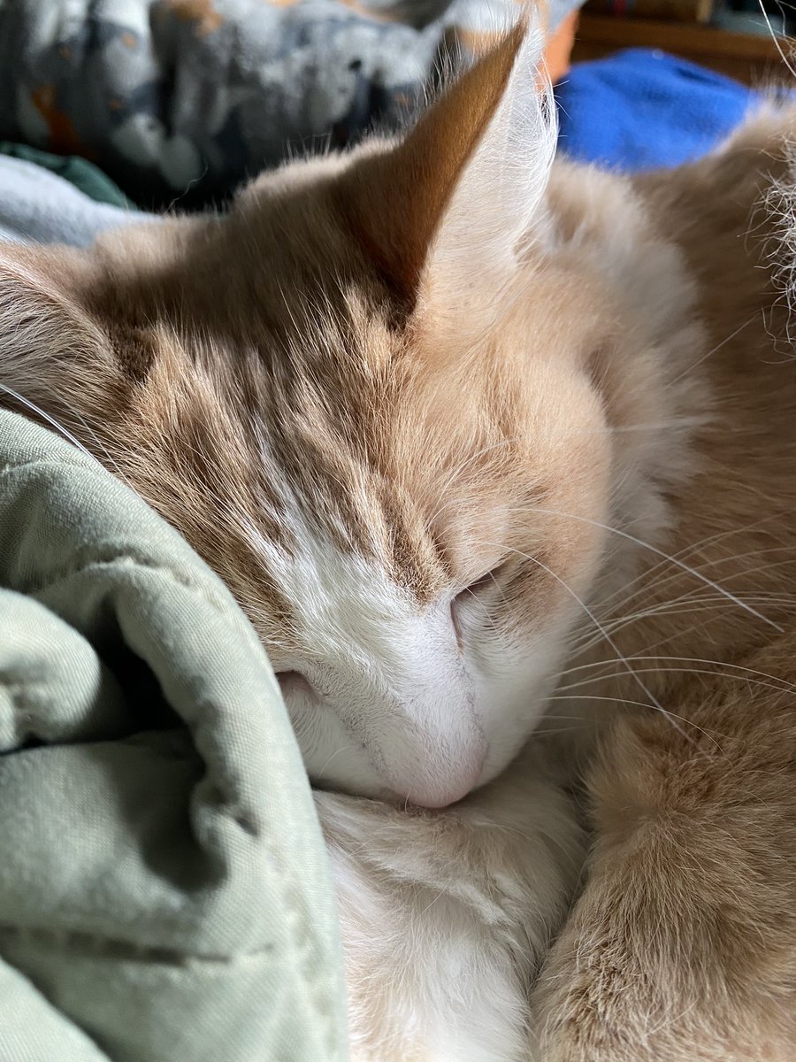 This creechur. Giving me a heart attack by choosing to actively -snort- the catnip like a fiend and then having messy sneezing fits for twelve hours. 

aaaaaaa