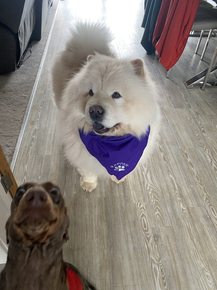 Photo bombed by the sausage 🤣 #photobomb #sausagedog #chow