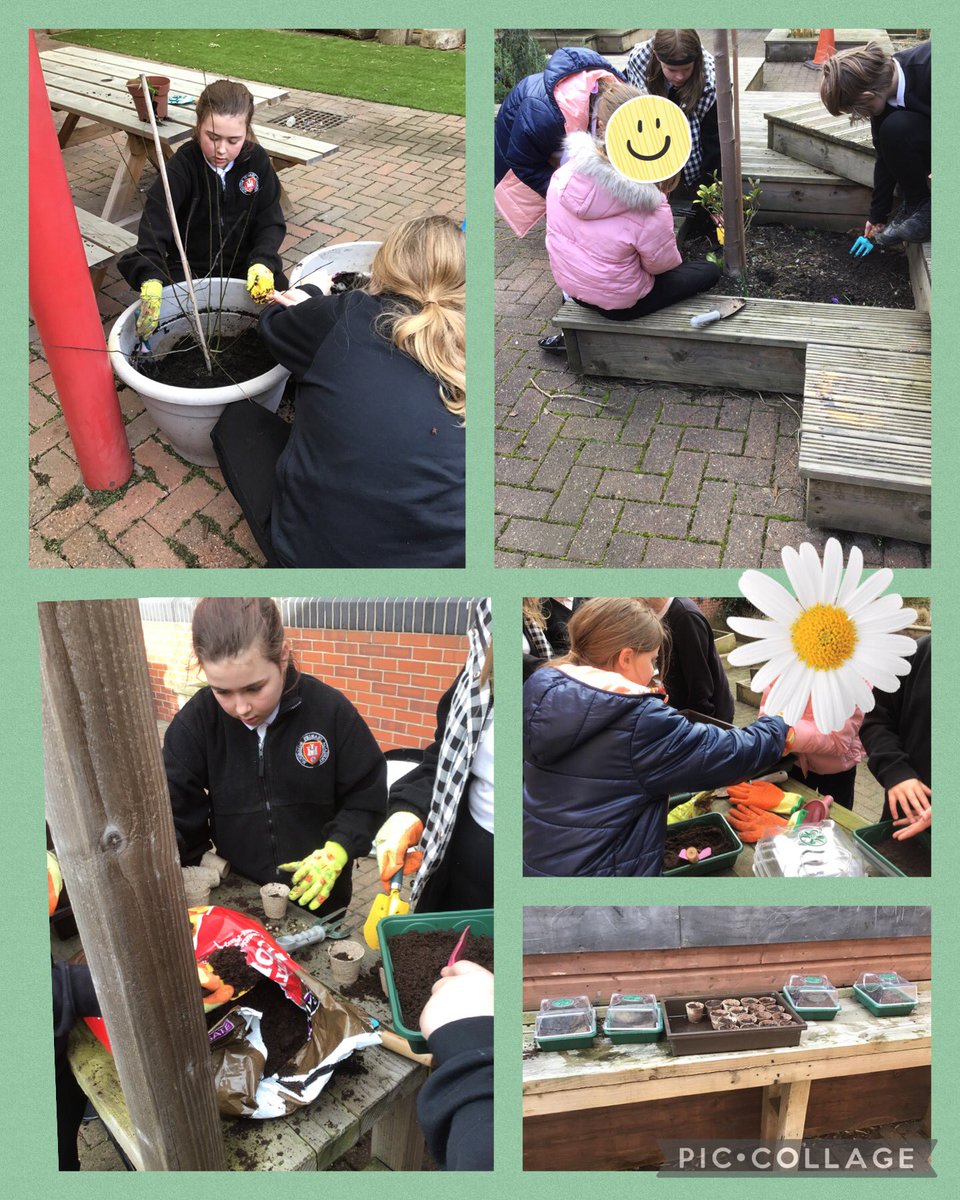 Eco-club have been very busy planting the seeds that were provided by @RHSSchools for the #RHSBigSeedSow we are looking forward to seeing them grow over the next few months @MoorsidePA @EcoSchools #gardening #environment #MoorsidePAGeography