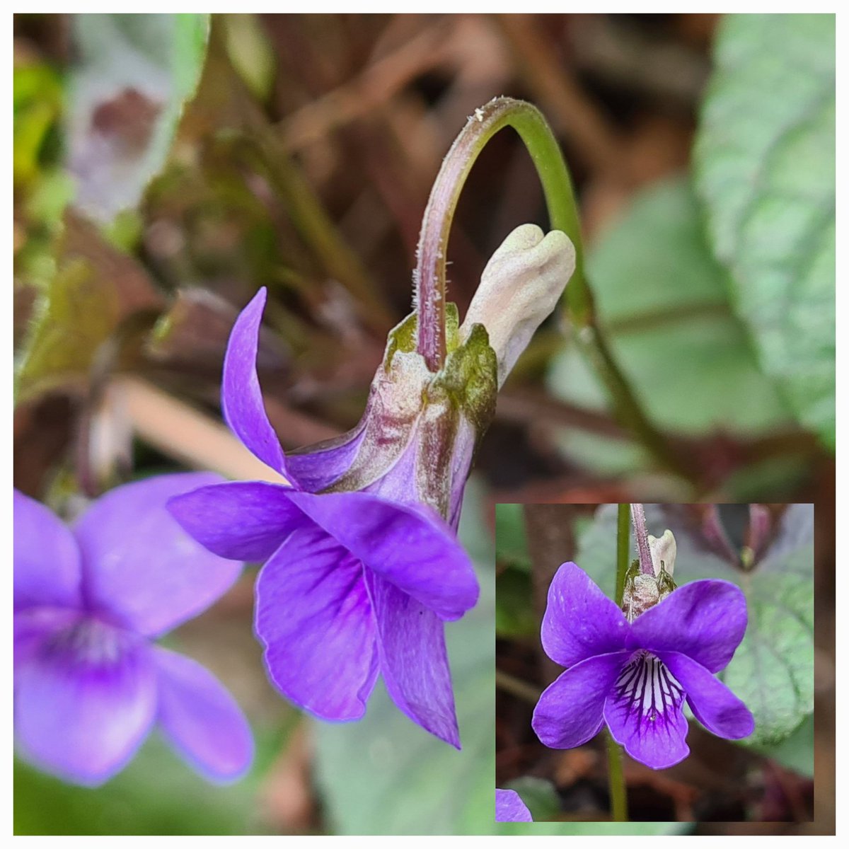 IsaVerbist's tweet photo. Common dog violet💜
#sepal #dogviolet #violet #wildflower #GardeningTwitter @wildflower_hour
#wildflowerhour #Flowers #nature #channel169 #photography
#TwitterNatureCommunity #wildflowers #ThePhotoHour #NaturePhotograhpy #photographylovers #naturelovers https://t.co/QGFNm4HvN6