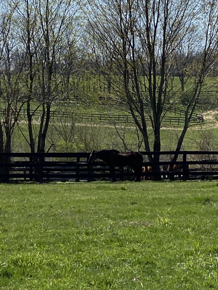Kayrawan snoozing under Ogygian tree <a href="/Oldfriendsfarm/">Old Friends</a>