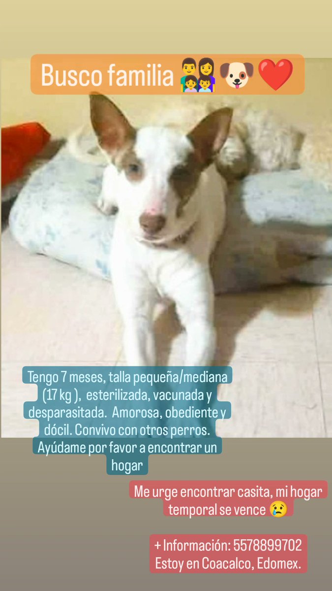 reevesmason1's tweet photo. RT @Jesus_Islas: Por favor, urge adoptante. La persona que la cuidaba enfermó, no puede ayudarla más.  

✅ 7 meses
✅ Esterilizada, vacunada y desparasitada.
✅ Talla pequeña/mediana (15 kg)
✅ Amorosa, juguetona, convive con otros perros.
✅ Está en… https://t.co/967Sh3offf