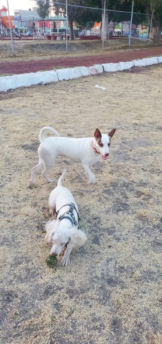 reevesmason1's tweet photo. RT @Jesus_Islas: Por favor, urge adoptante. La persona que la cuidaba enfermó, no puede ayudarla más.  

✅ 7 meses
✅ Esterilizada, vacunada y desparasitada.
✅ Talla pequeña/mediana (15 kg)
✅ Amorosa, juguetona, convive con otros perros.
✅ Está en… https://t.co/967Sh3offf
