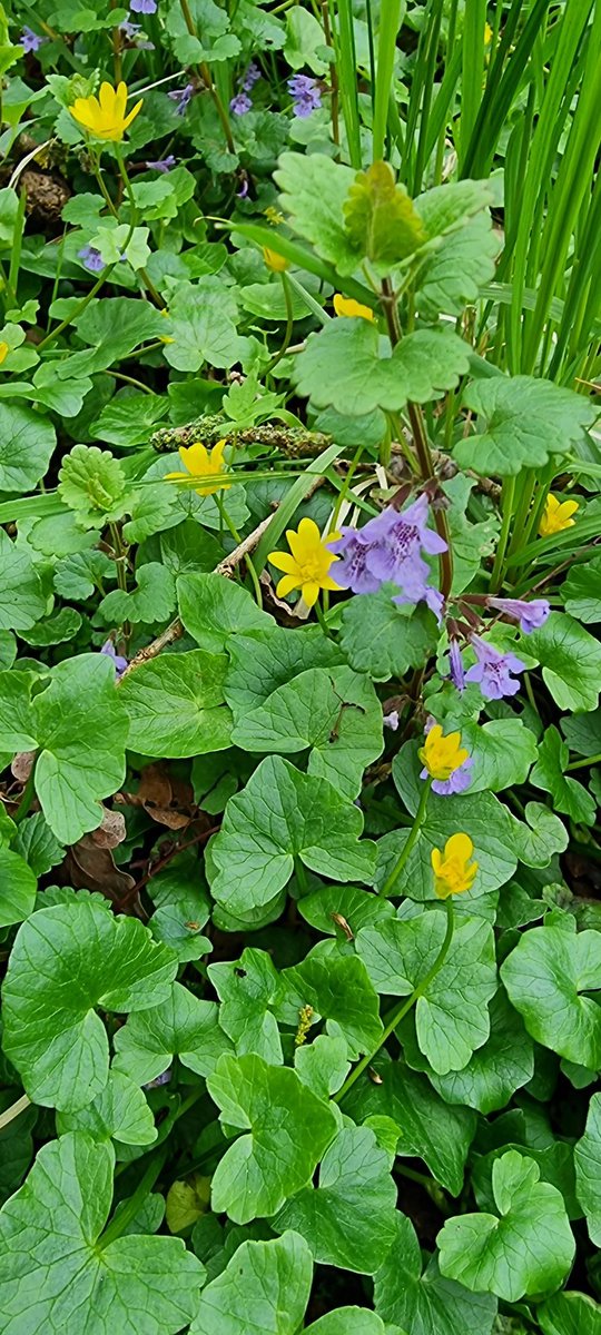 @LOKKILUCK #battleflowers mix- flowers dans les sous bois de l'Anjou aujourd'hui ;-)