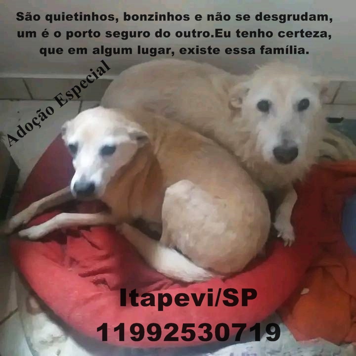 miativista's tweet photo. "Esses dois idosinhos vivem num abrigo. Eles só tem ao outro pq na verdade eles nunca tiveram um lar onde pudessem ser amados de verdade.
Idosos precisam e merecem cuidados especiais.
A expectativa de vida agora é bem curta, precisam alguém que abra sua  sua porta e seu coração." https://t.co/hHQSO46l2D