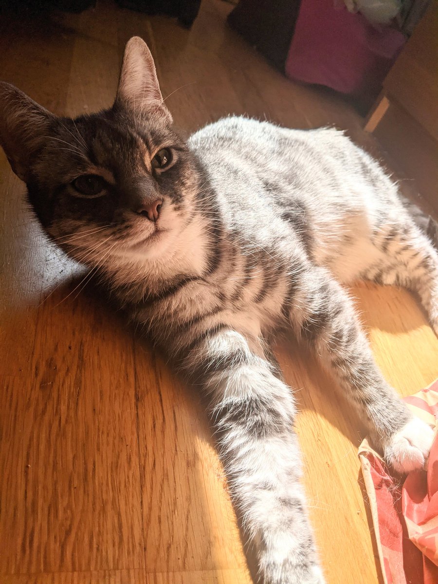 kittycatsonata1's tweet photo. Enjoying a little of the spring sun♥️🐱☀️ https://t.co/Ti5pwegTC3
