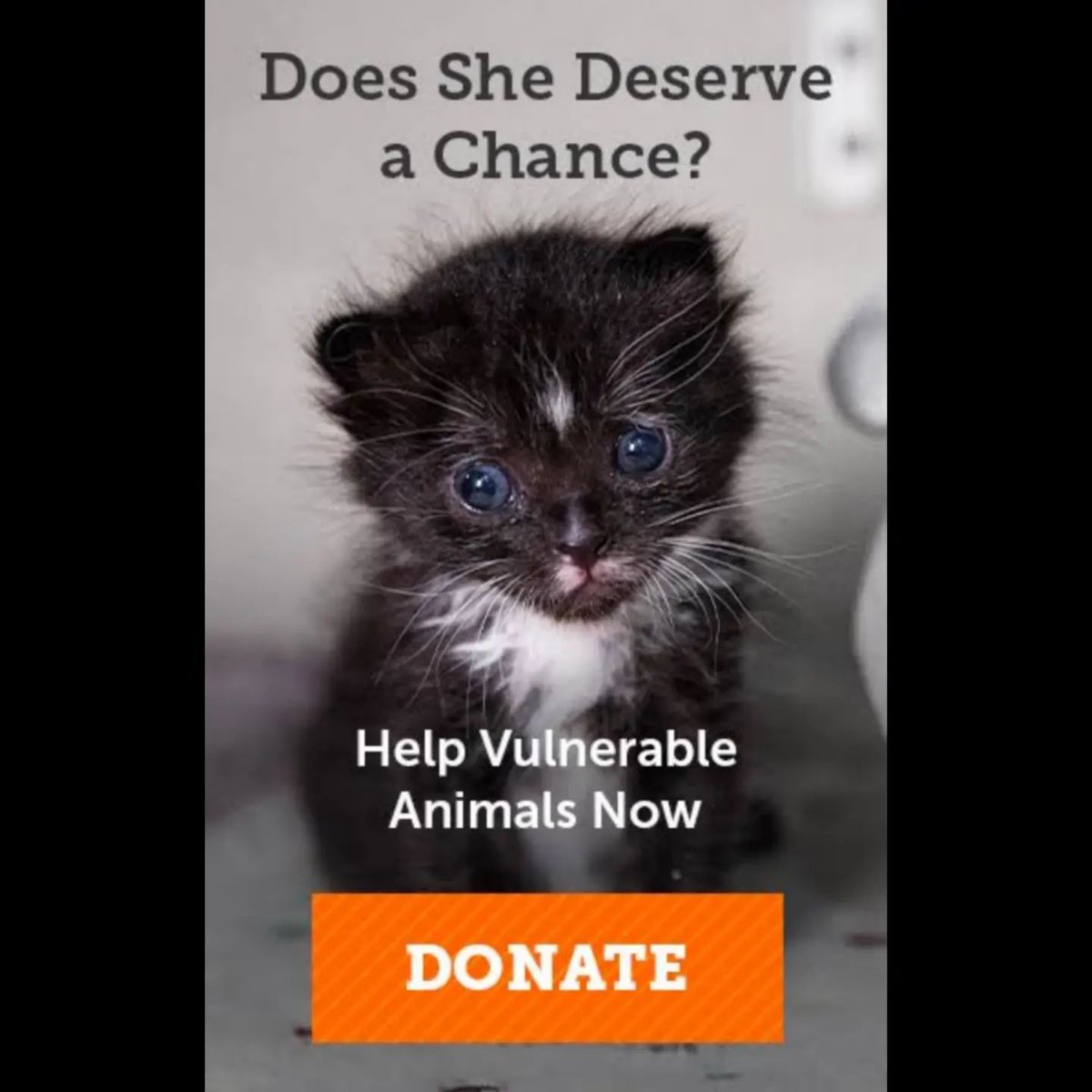 ygmstv6397fhdjk's tweet photo. Please help us to help them.... 🙏🏻💙💙
Donate or share...
#savestraycats #saveanimals #savealife #savelives #helpforcat #helpanimalsinneed #donateorshare #donateforanimals #donatetoday #animallovers #animalrescue #catlover #catrescue https://t.co/FGYLSQSgHt