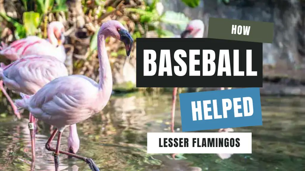 DAPs_Magic's tweet photo. Here is How #Baseball Helped #LesserFlamingos at #DisneysAnimalKingdom https://t.co/hP16Fl3tAy https://t.co/VoCNXRaCvU