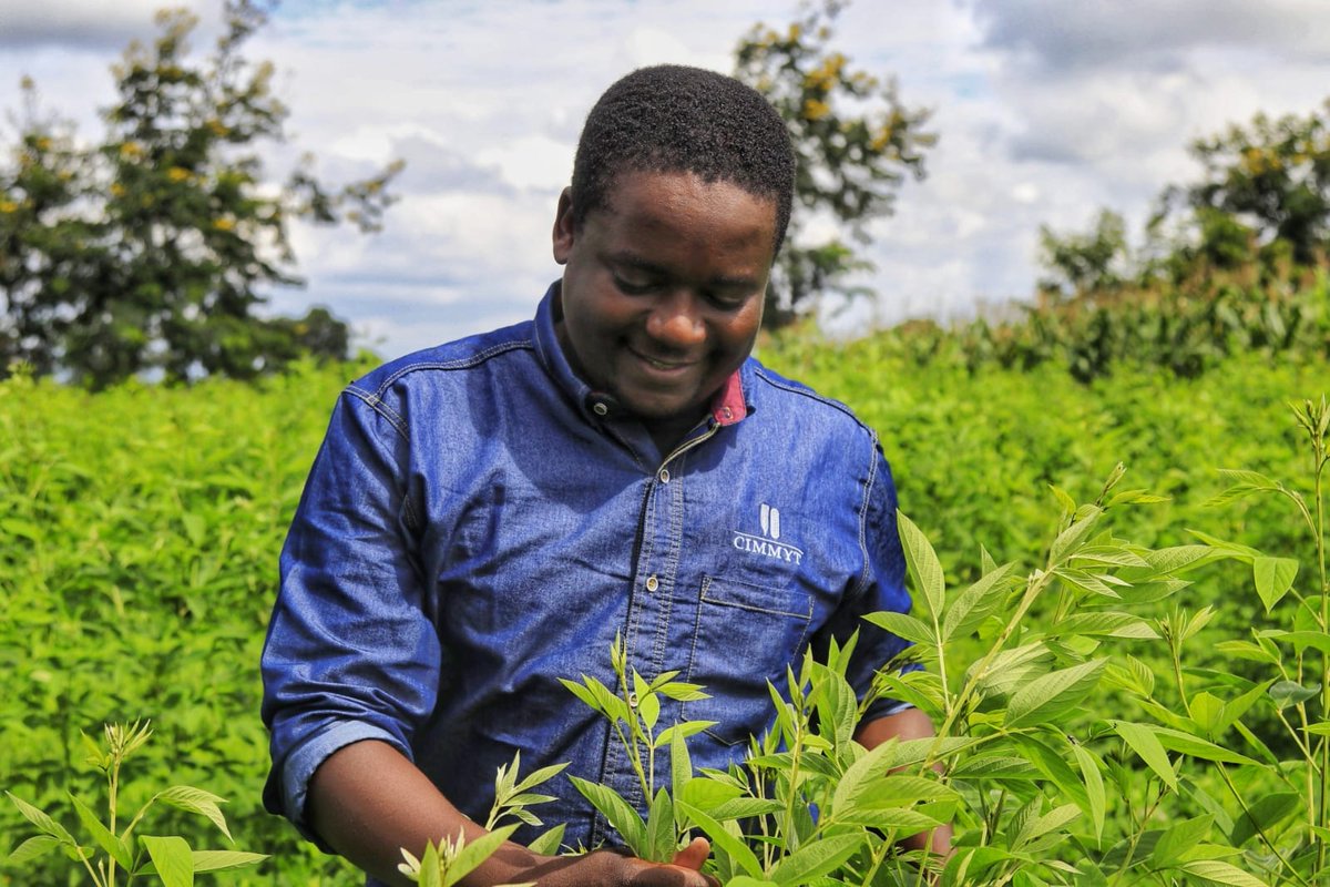 Pigeonpea! A crop for the 3 Fs (food, feed, and fertility) and more. Let's diversify our farming systems to feed the ever-growing population. 
#OneCGIAR #UUInitiative #AIDI #SIMFS #Malawi #ConservationAgriculture