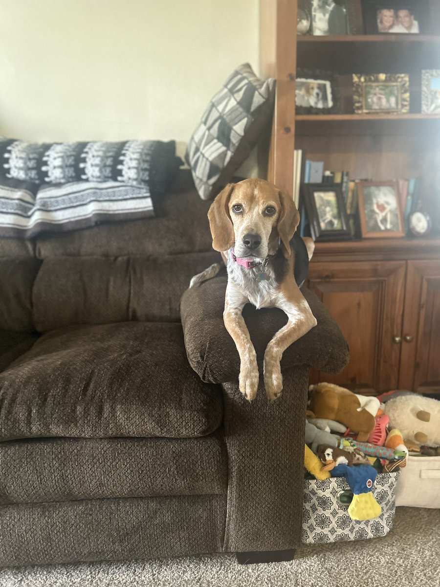 Please feed me.  She either sits here or on the arm of the other couch when it’s near feeding time. #AdoptDontShop #UseCrueltyFreeProducts #beaglefreedomproject #dogsoftwitter