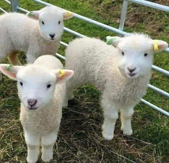 It's estimated that billions of lambs, sheep and goats are slaughtered every year for the Easter Holidays all over the world💔 We must do better! Maybe there will be a time when these tiny cute little faces pictured here will no longer be a food source but a source of joy🐏🐐🌿