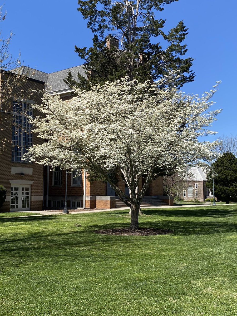 KandisSchram's tweet image. Returned to campus from a long recruiting weekend and was greeted by our dogwoods #alwaysbeautiful 
I love spring at MC
