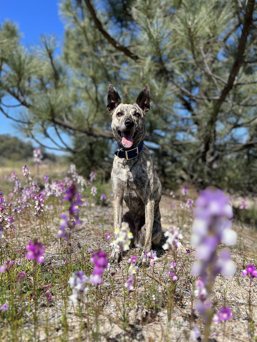 Our walk today🥰 portrait mode makes lupine’s look so strange 😂