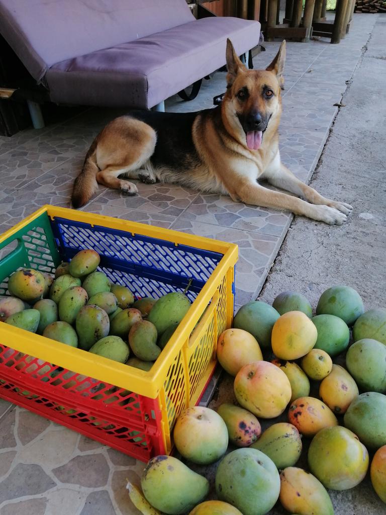 Qué afortunada soy 🥰🥭🐶