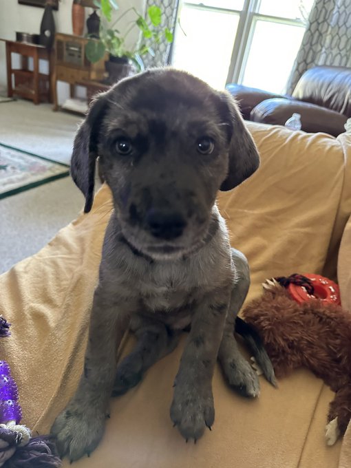 My new baby puppy named &ldquo;Danny Boy&rdquo;! https://t.co/5Bc3JvMoAf<a href="/tag/newprofilepic"class="tags"><span>#newprofilepic</span></a>