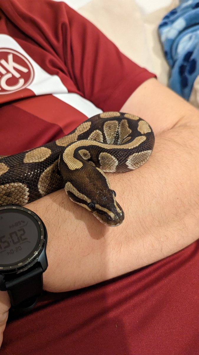 Dude_Lind's tweet image. Werde belagert... 🐍❤️ #Königspython 
Wir kennen uns seit 20 Jahren und er ist eine der relaxesten die ich kenne. Kuschelpython.