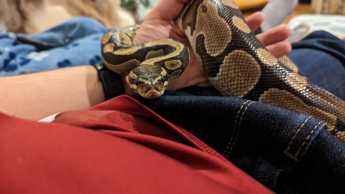 Dude_Lind's tweet image. Werde belagert... 🐍❤️ #Königspython 
Wir kennen uns seit 20 Jahren und er ist eine der relaxesten die ich kenne. Kuschelpython.