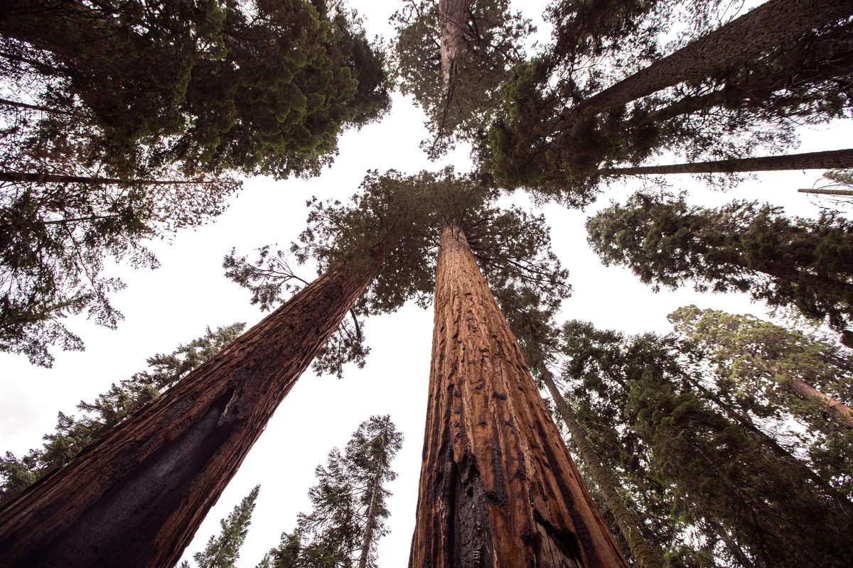 The world is home to over 60,000 different #treespecies 
🌲 Introducing: California Redwood

🌲 The California Redwood is native to California and Oregon. It belongs to the sequoia family and can grow 379 feet tall