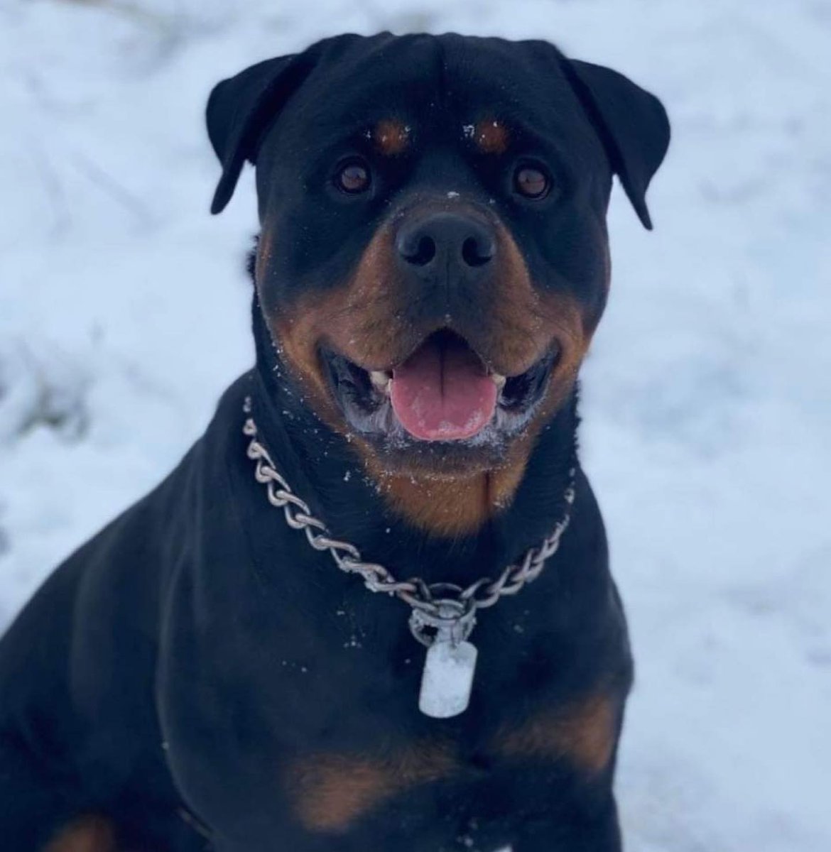 yoke_digital's tweet photo. Who doesn't love a good #doggo? 

It's not often you make a logo where a good boy takes the spotlight. 

But we think this one is well deserved 🐶 

#cutedogs #dogsoftwitter https://t.co/8yfefR3TFu