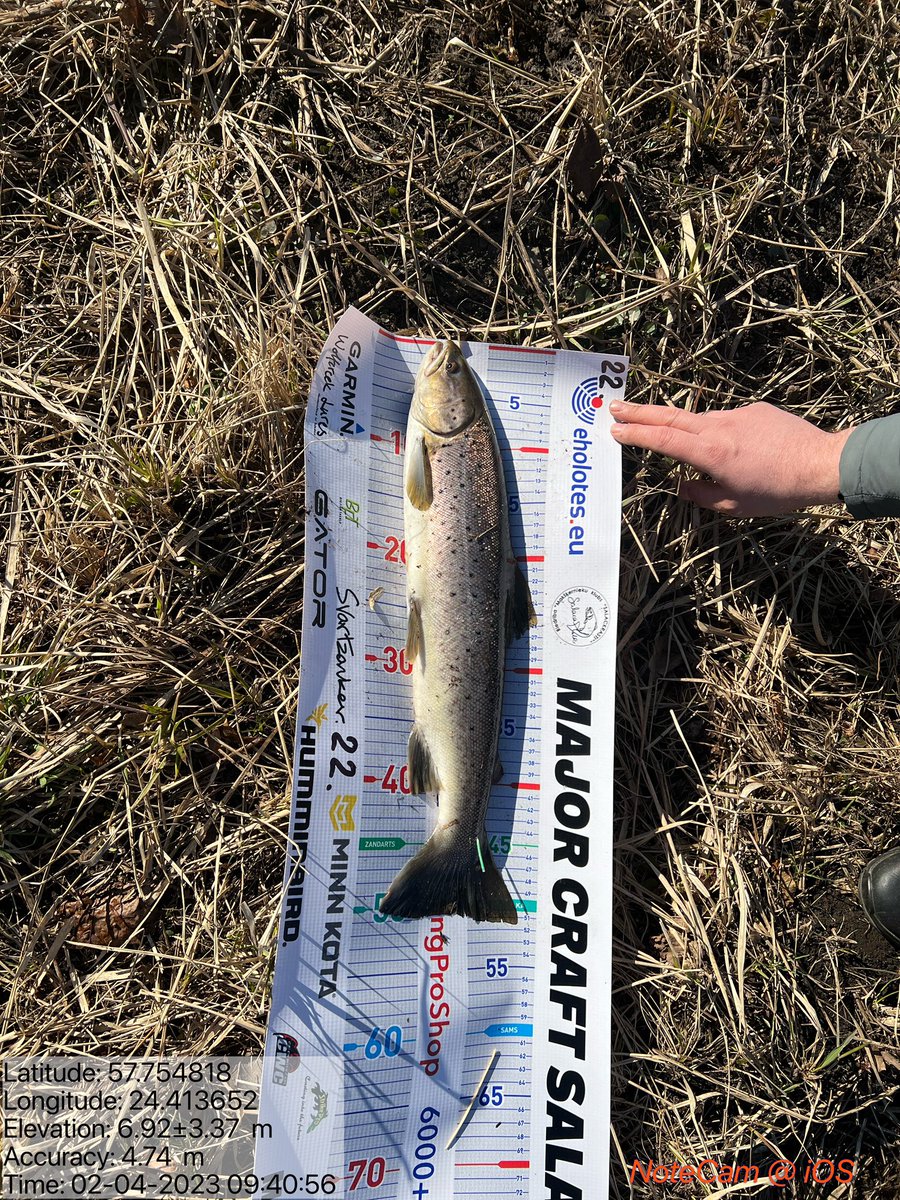 MGruskevics's tweet photo. Smalka lieta tā lašveidīgo ķeršana! 😃 #Salaca Mans pirmais taimiņš šogad! 👌🏻#MajorCraftSalacas_lašu_kauss https://t.co/B0HmaMzvJt