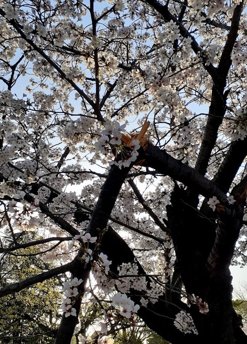 折られてる…
ただそこで生きてる
だけなのに 