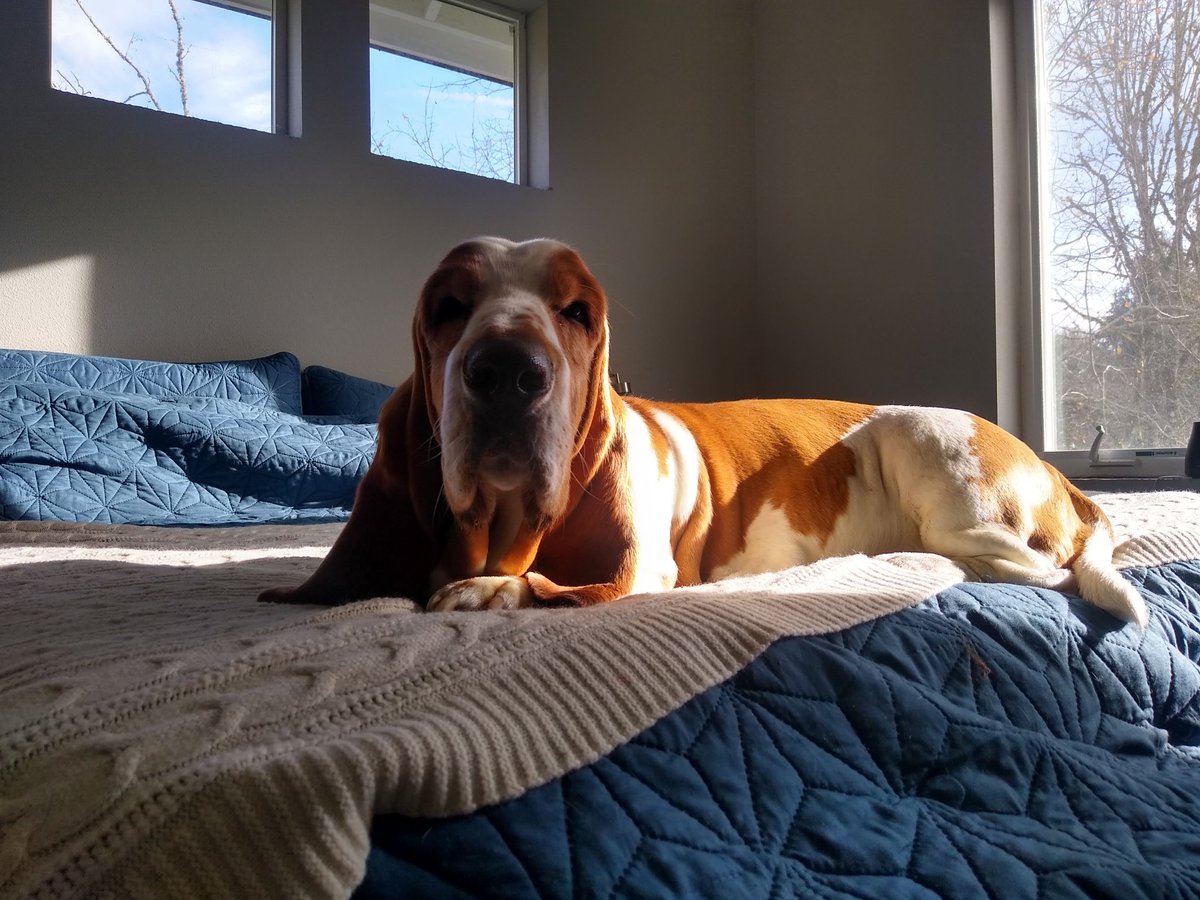 introvertedpnw's tweet image. Missing Bruce 🧡