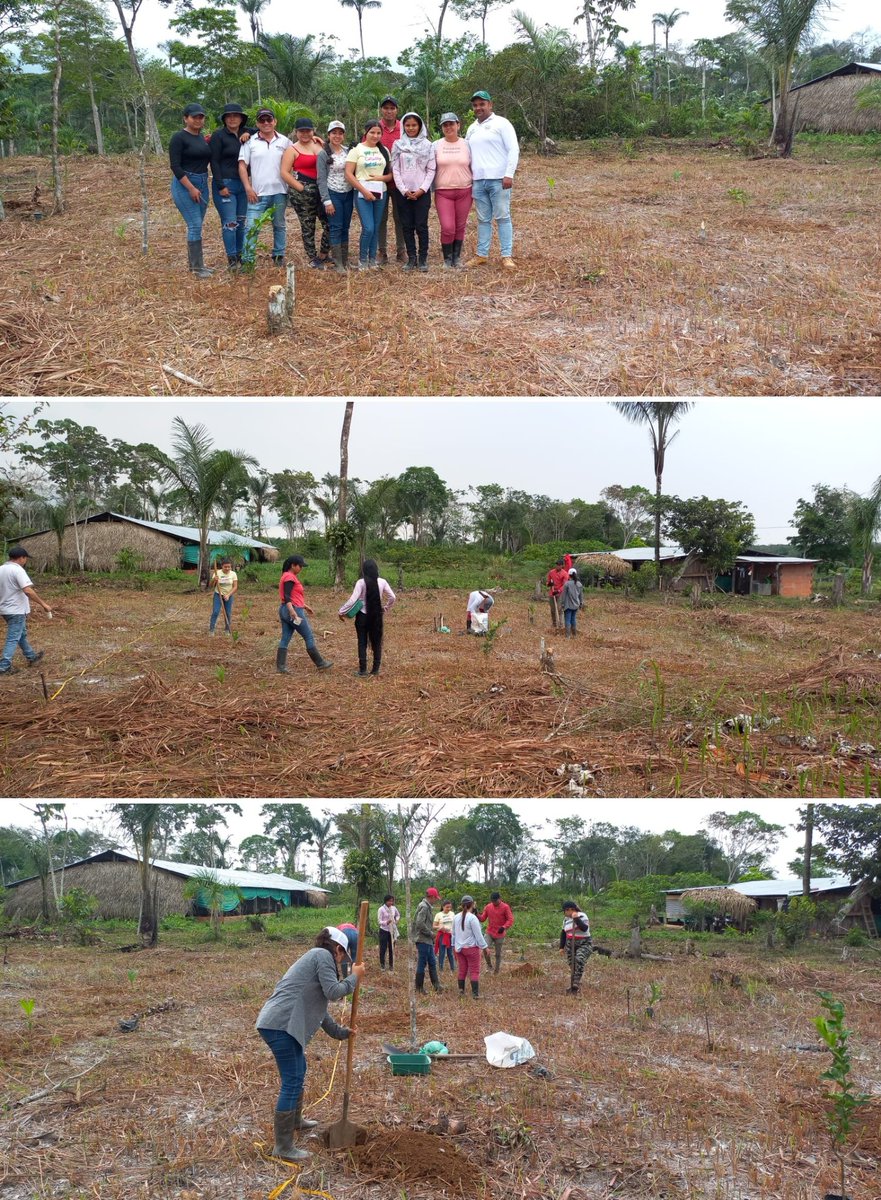 ECAPMAZAO's tweet image. #FelizDomingo
#CEAD Acacias 🙂 #CCAV SJG🤠

Componente practico, Curso Agroforesteria con cultivos Anuales Perennes🌾, Sistemas silvopastoriles🌱🌳 del programa de Ingeniería Agroforestal y Agronomia.
🥼⚗️🧪Bioquímica metabólica de Zootecnia.

#ECAPMA_ZAO💛🧡💙
#MásUNADmásEquidad