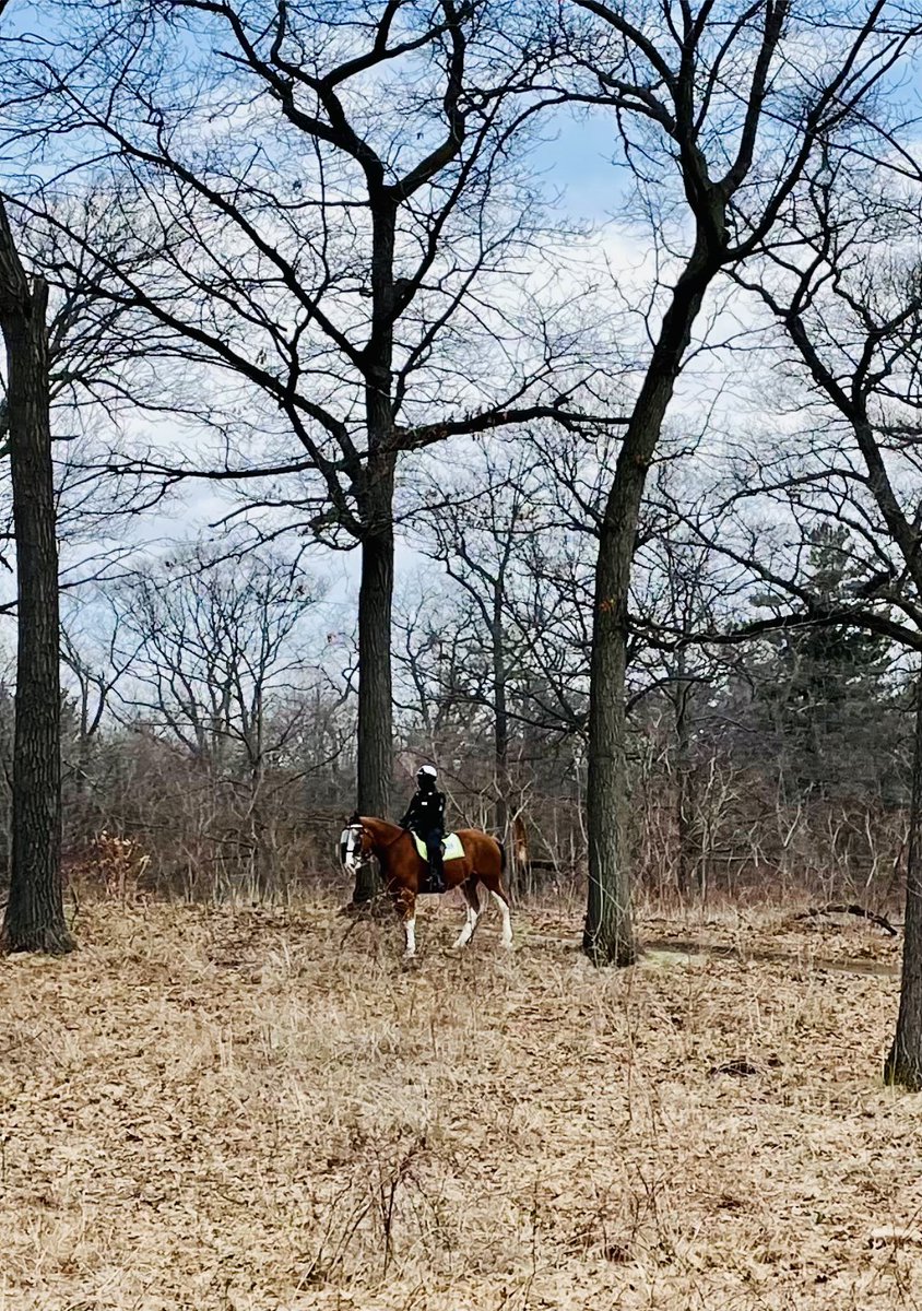 TPSMounted's tweet image. #PHDraper and his rider recently searched the wooded areas of #highpark . Mounted was asked to assist the homicide team &amp;amp; search for evidence. With the help of CalTopo (a gps app) officers use their connected officer phones to drop pins&amp;amp; record their search for investigators