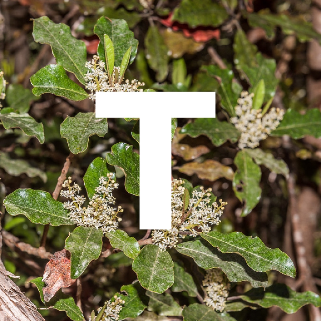 🌳 Trees That Count 🌳 tweet media