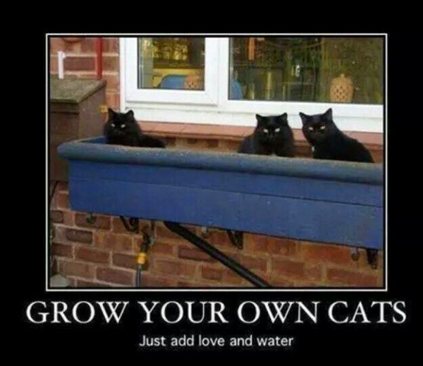 mymunofore's tweet photo. Funny Gardening Memes to get ready for spring! #gardening #humor https://t.co/gSvfsF3Xtg https://t.co/9VwY1neHa5