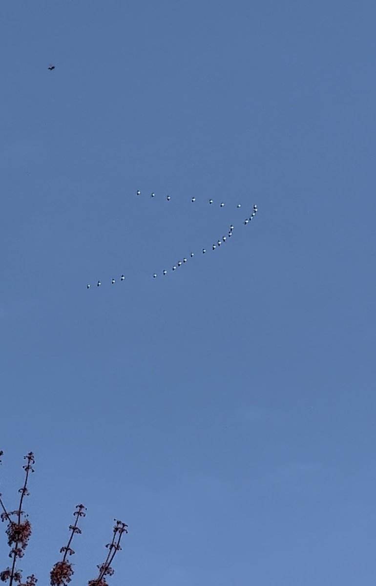 DavidJoat's tweet photo. You’ll say “Birds”, but then you’re not paying attention…🤷‍♂️🤔 🦢 👽🛸 #ufo #UFOs #UFO #UFOSightings #ufosighting #ETV #ETVs #UAP #UAPs #Alien #Aliens #ufotwitter #uaptwitter #endtruthembargo https://t.co/xp3UGBkxbr