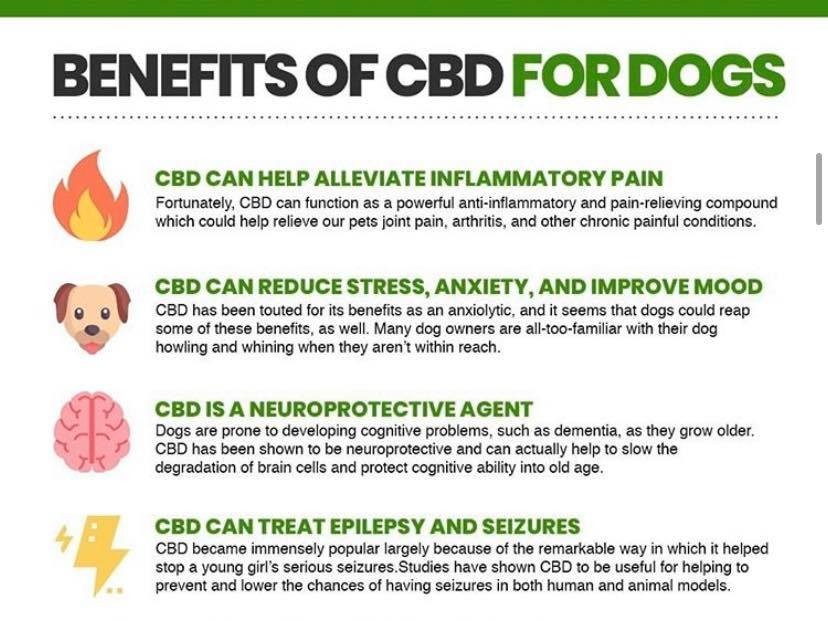 DemandCreate's tweet image. CBD can improve your dogs mood!
#CBDforDogs