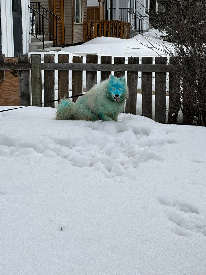 LOST PETS YYC tweet media