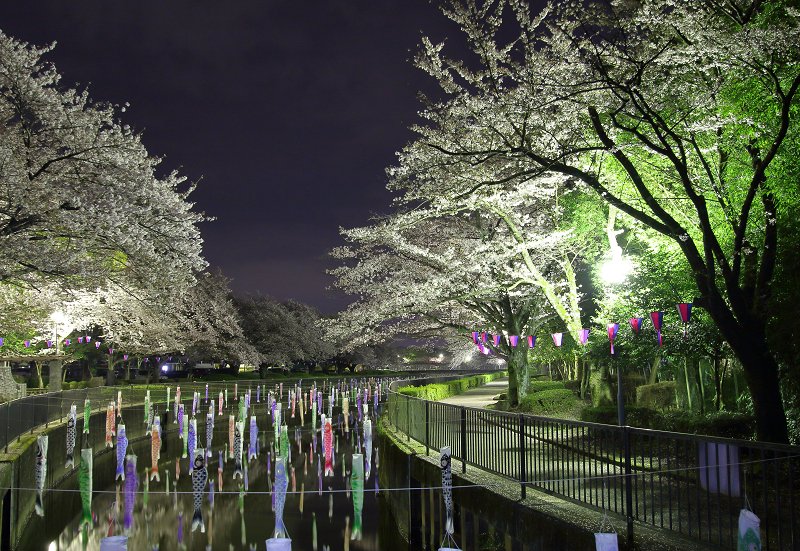 terrysongs1203's tweet photo. 館林市の鶴生田川にて。
夜桜と鯉のぼり(^^)
2023.3.28撮影。
#館林市 #鶴生田川 #桜 #鯉のぼり #tatebayashi_city #tsuruuda_river #cherryblossoms #carp_streamer #japan https://t.co/W7HYLlnNav