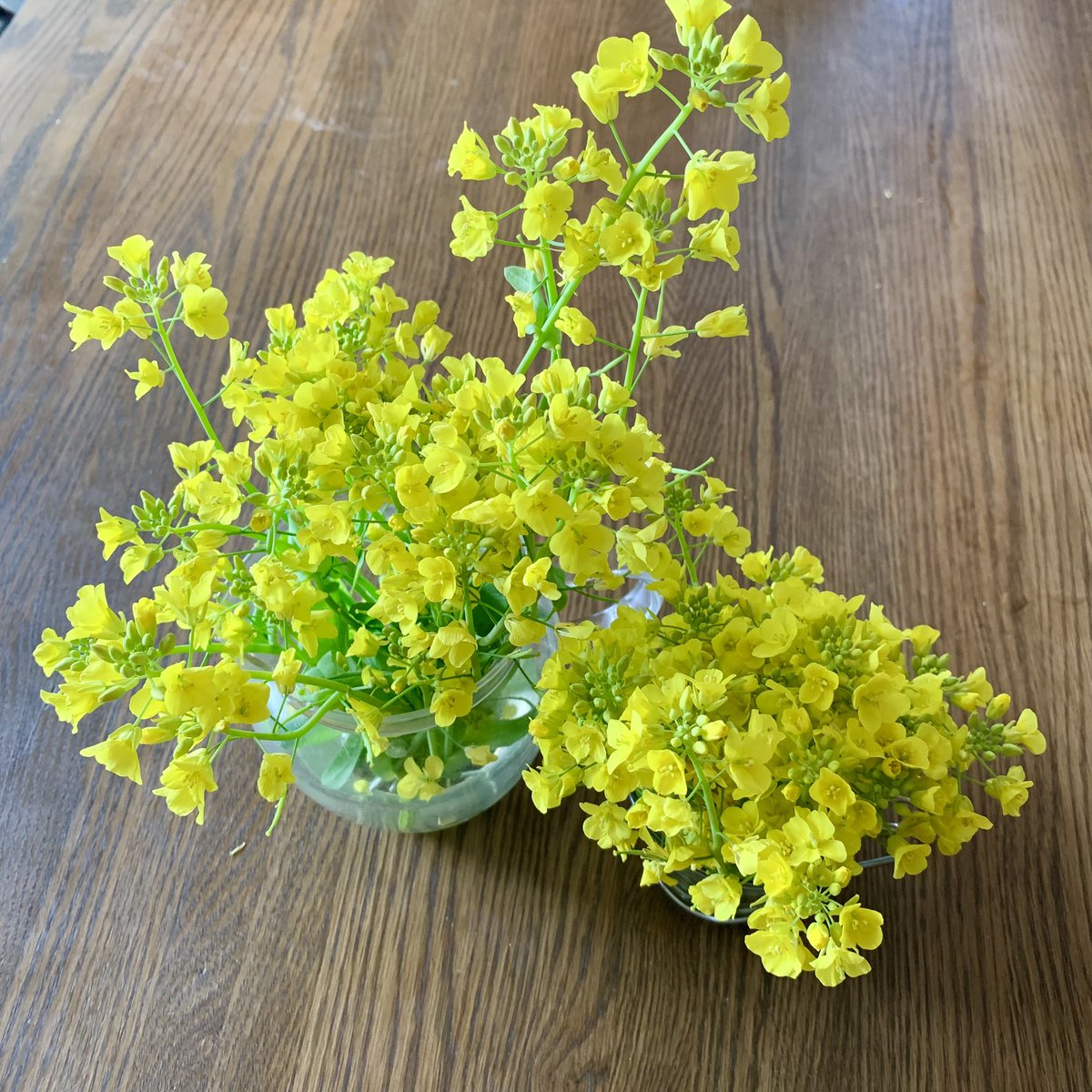 家で育ててた白菜からこんな花が咲きました👀
完全に菜の花ですね…多分食べられます🥳 https://t.co/kozbXCeh5i