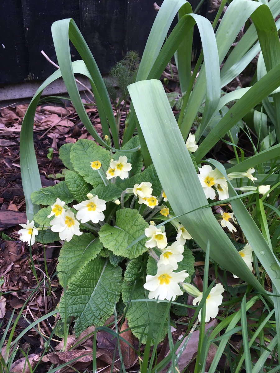 Will you look at this #native #wildflower primrose. Classy, stuffed with pollen and just as floriferous as its #basic cousin the overbred car park bedding plant polyanthus in 50 shades of 1980. #WildIsles #biodiversity