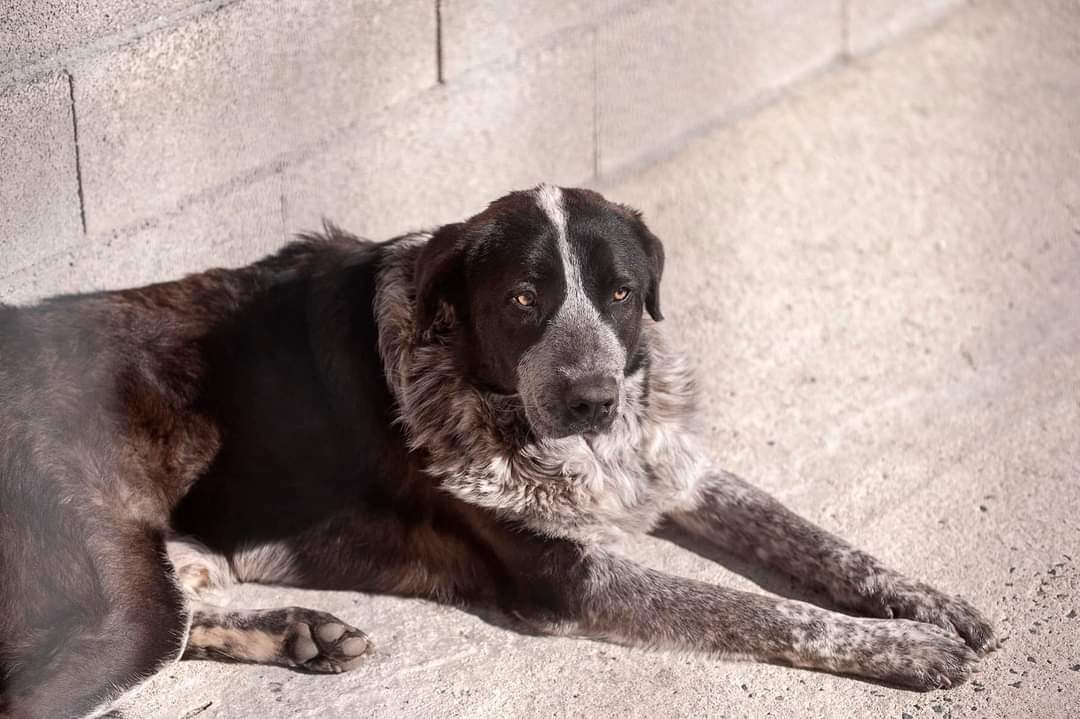 SilviaMylo's tweet image. Gray no es pequeño, sabe que no va a salir de esa jaula de la perrera 😢 
Nadie ha preguntado por él nunca, sus ojos, sus preciosos ojos ámbar brillan tristes, desolados😢
Morirá allí sin haber podido entregar todo ese amor que hay en su corazón 💔 😢 
637751586 
Orense, Galicia