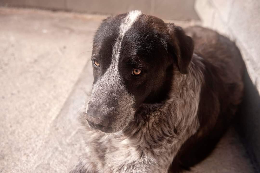 SilviaMylo's tweet image. Gray no es pequeño, sabe que no va a salir de esa jaula de la perrera 😢 
Nadie ha preguntado por él nunca, sus ojos, sus preciosos ojos ámbar brillan tristes, desolados😢
Morirá allí sin haber podido entregar todo ese amor que hay en su corazón 💔 😢 
637751586 
Orense, Galicia