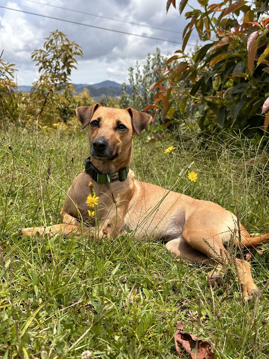 darkinss's tweet image. Rositaception