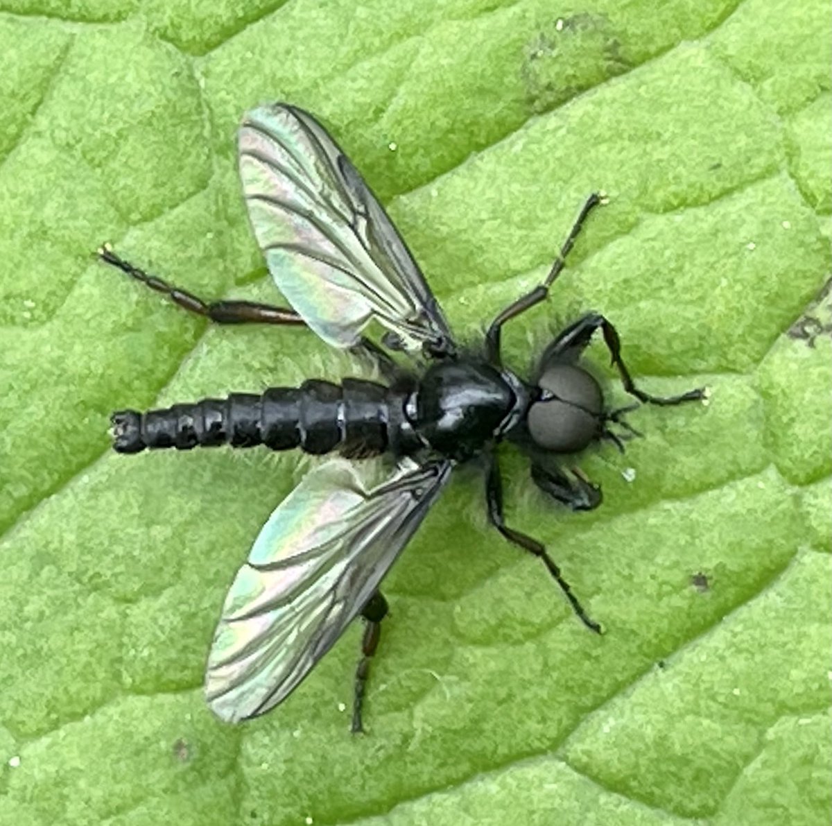 Lots of these glossy black flying insects by the stream today, but I have no idea who they are.  Please does anyone know?