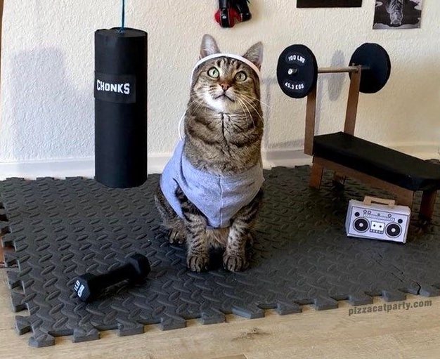 wilhelmascats's tweet photo. https://t.co/Cn7kfhEc5X