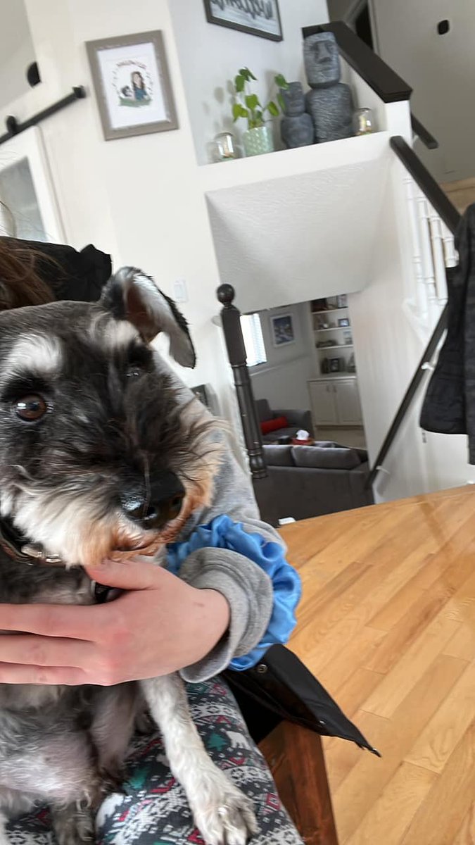 LOST PETS YYC tweet media