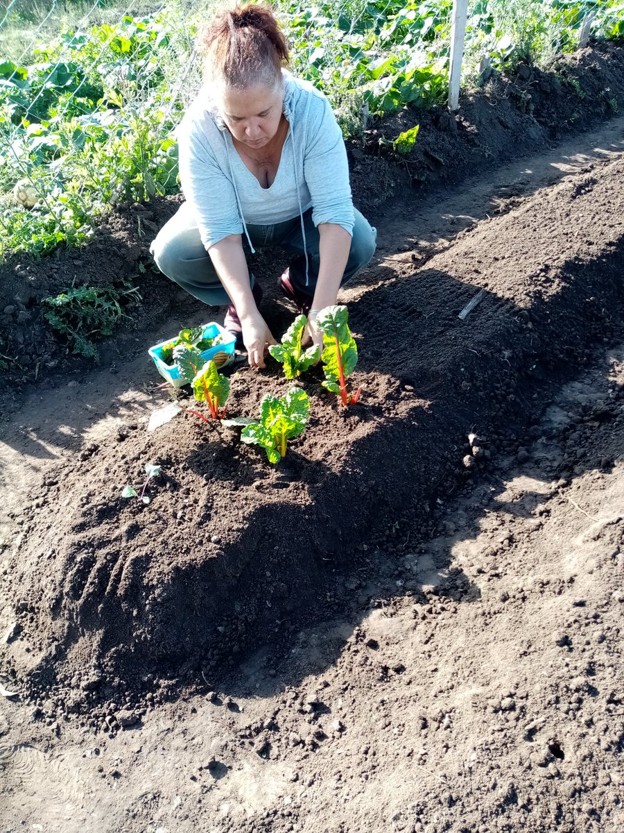 MariaCapo7122's tweet photo. Hoy retomamos las actividades por la huerta comunitaria. Preparamos canteros para q los niños del @SeisBarrios, vengan a sembrar y a disfrutar en estas vacaciones. 🌱💪 https://t.co/pmmvqpAs2u